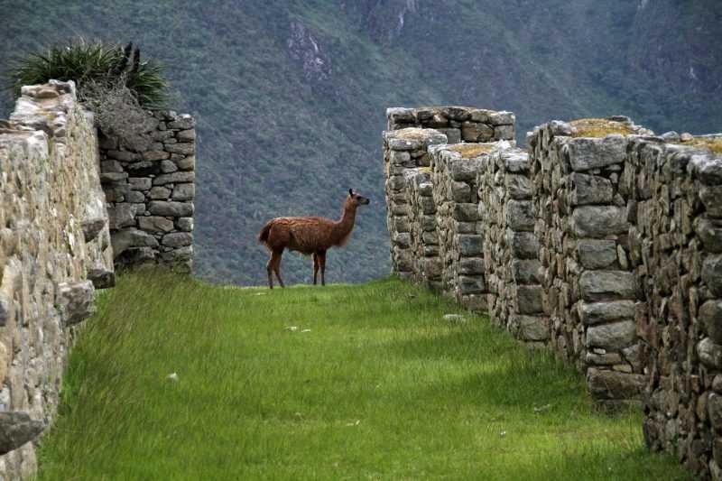 Cuzco