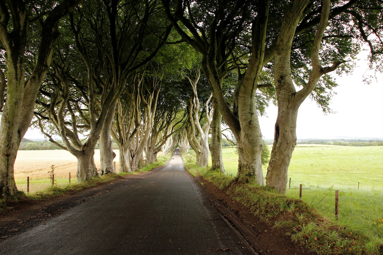 Dark Hedges irlande