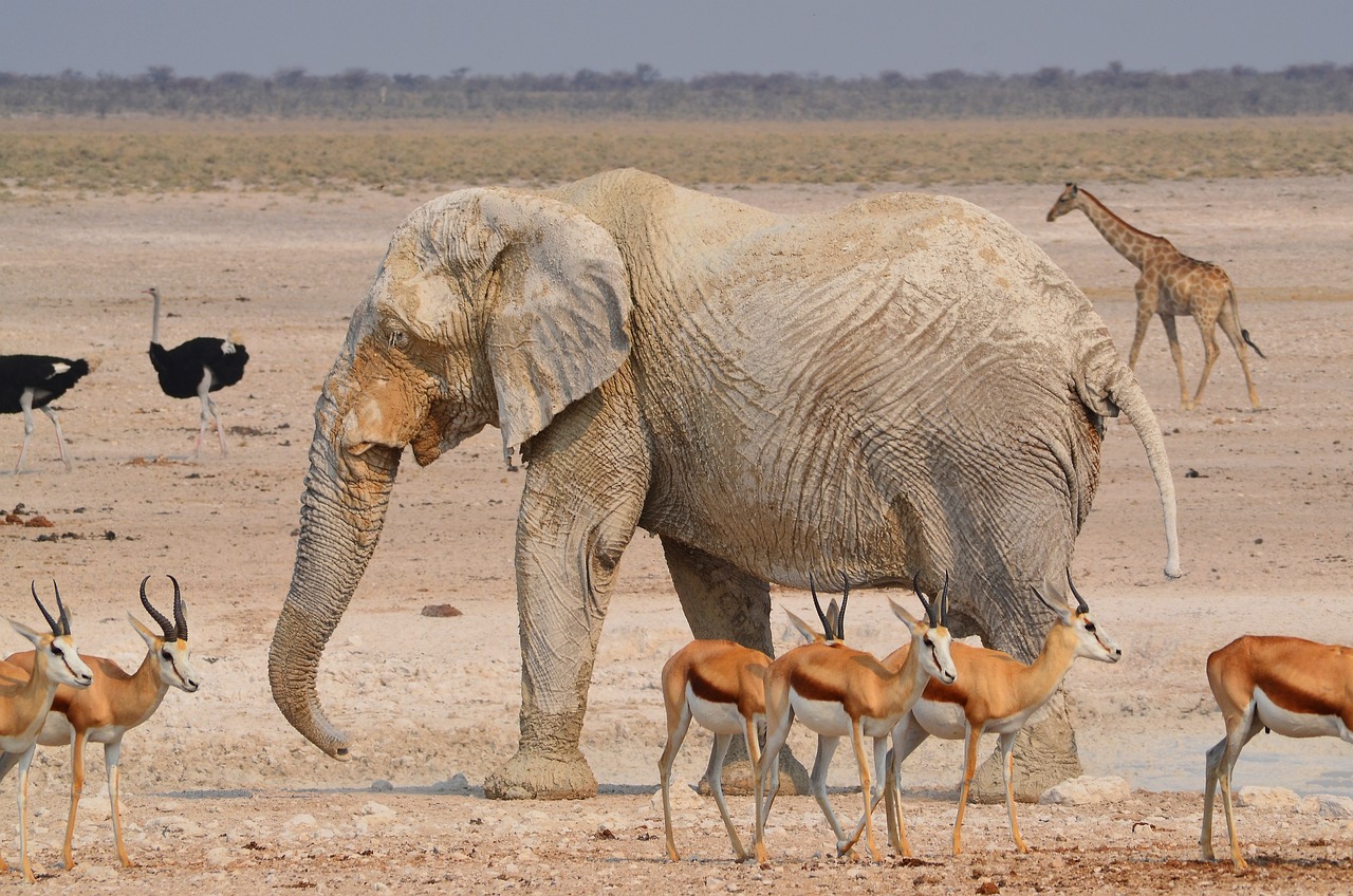 Etosha namibie animaux