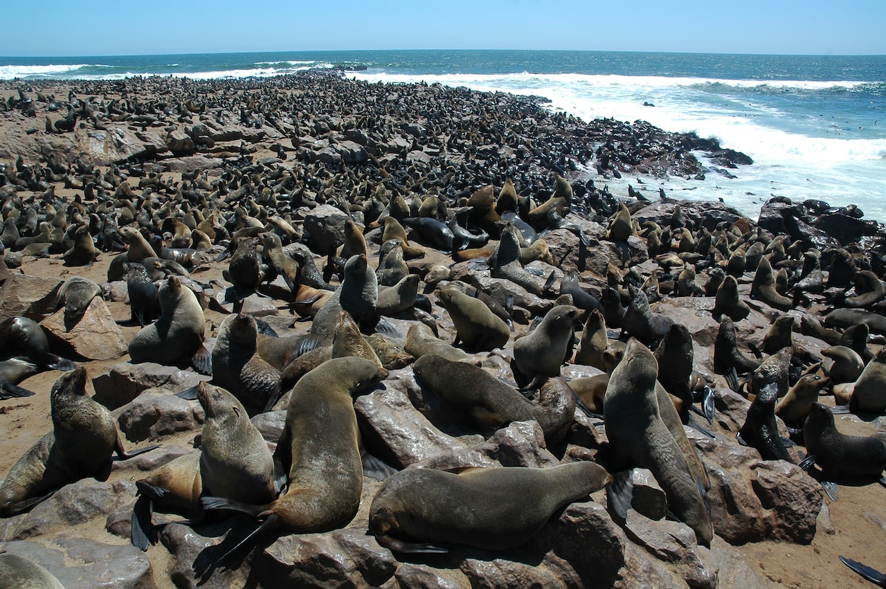 réserve de Cape Cross namibie